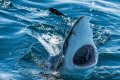   Blue Shark checking divers topside. Off coast Rhode Island. topside Island  